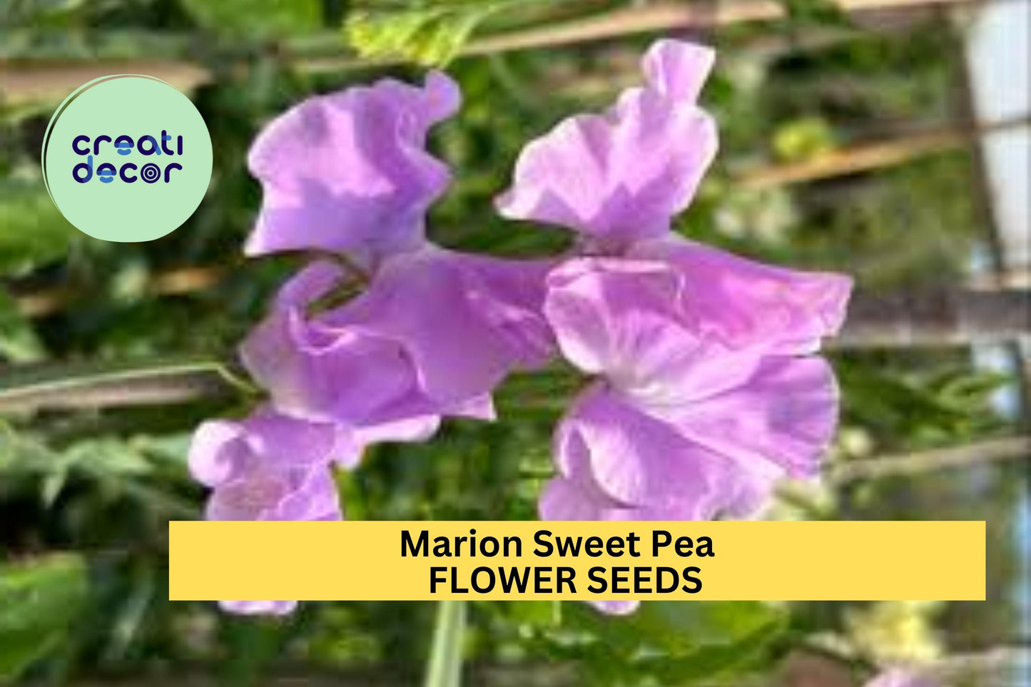 50+ Marion Sweet Pea Seeds – Deep Rose Fragrant Blooms, Climbing Vines for Trellises & Cut Flowers, Lathyrus odoratus