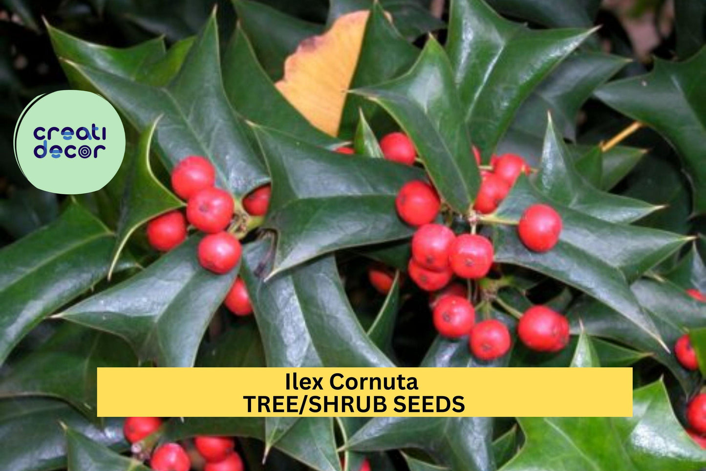 3pcs Ilex cornuta Seeds – Chinese Holly Evergreen Shrub for Hedges, Borders, Wildlife Landscaping