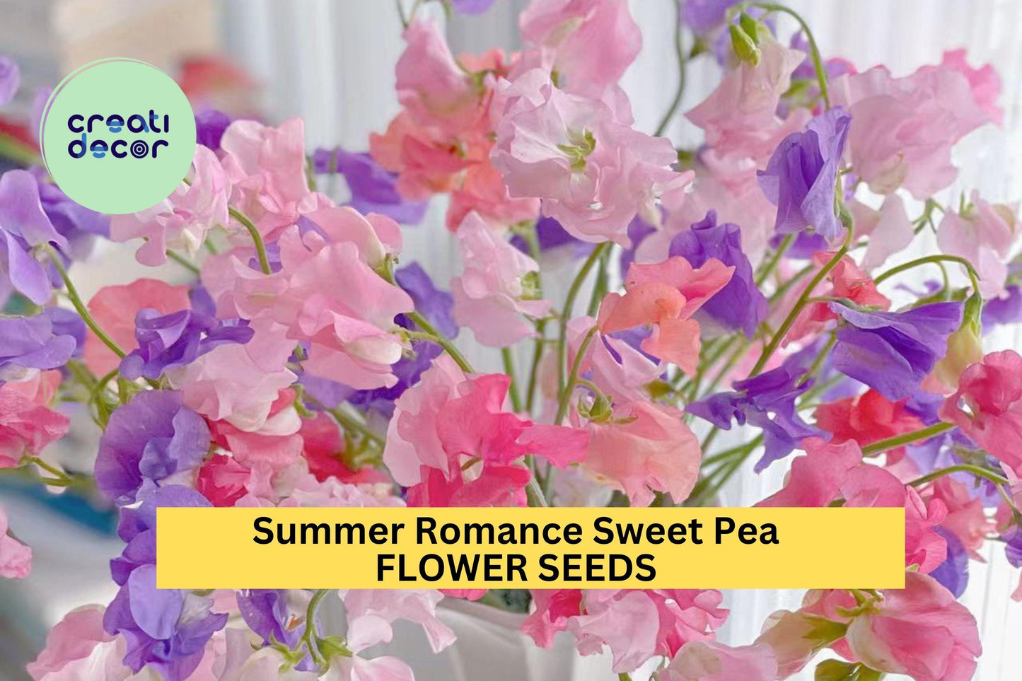 Sweet Pea Seeds 50+ Blush Pink Fragrant Climbing Vines Lathyrus odoratus for Garden, Trellises & Bouquets
