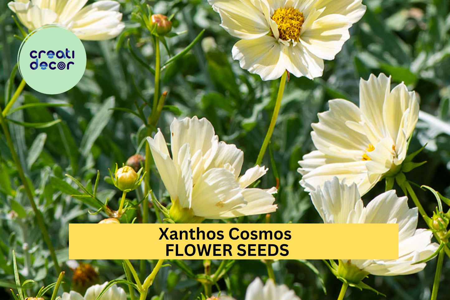 200+ Xanthos Cosmos Seeds – Soft Yellow Daisy-Like Blooms for Garden, Containers & Borders, Pollinator-Friendly Annuals, Cosmos bipinnatus