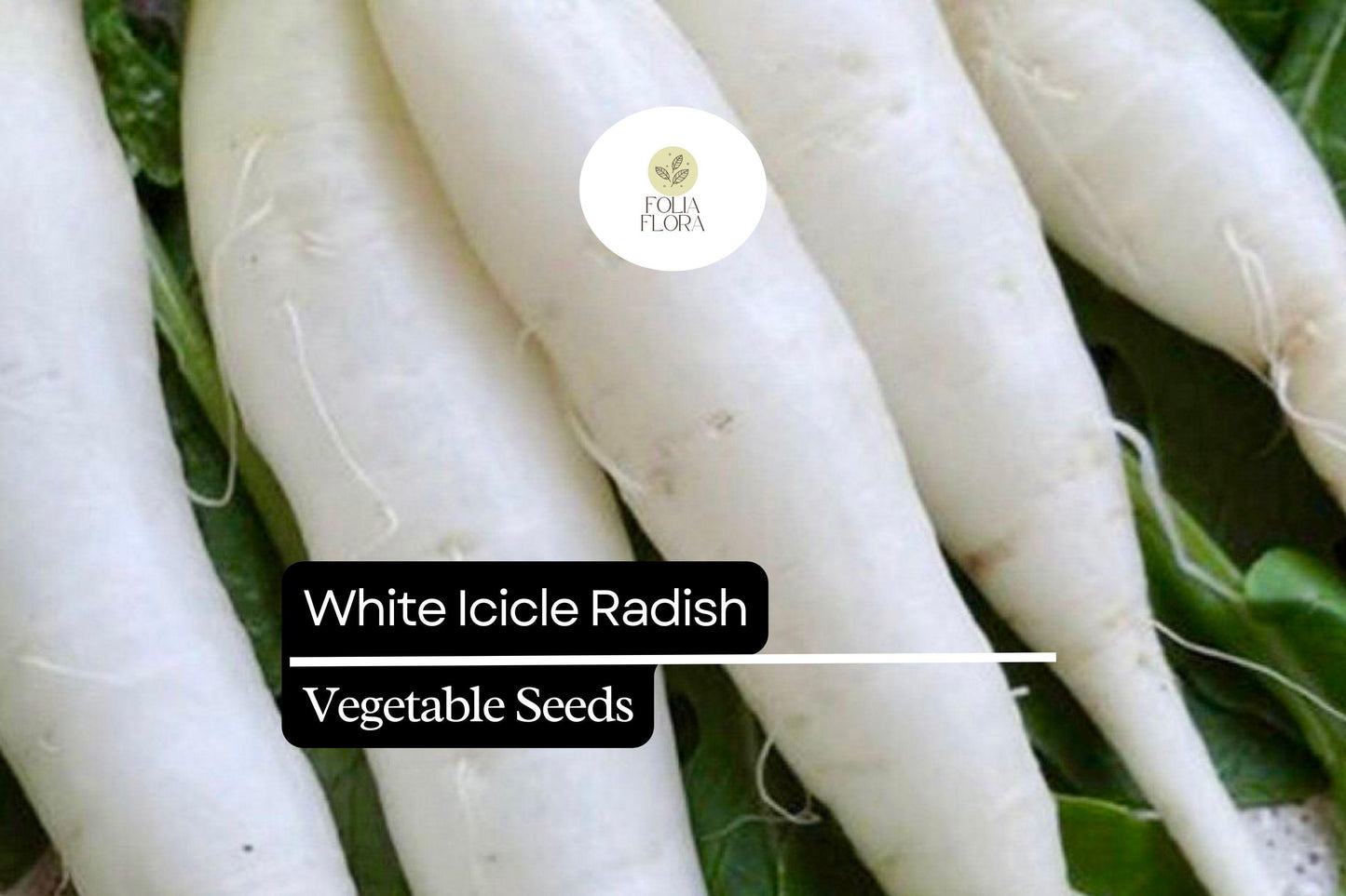 White Icicle Radish Seeds – Heirloom, Fast-Growing, Mild Flavor, Root Vegetable, Raphanus sativus