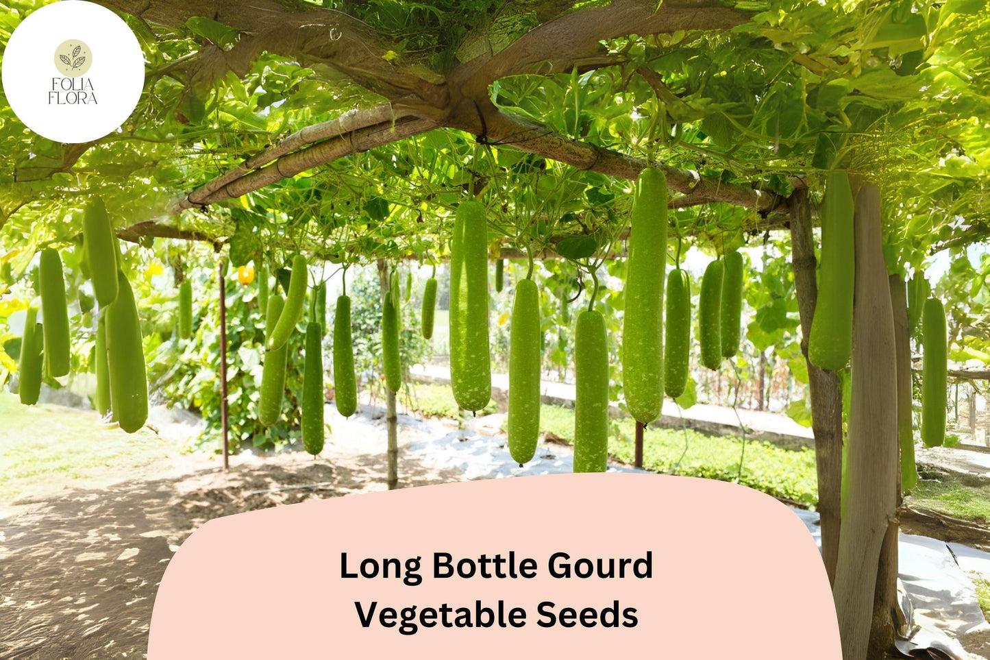 Long Bottle Gourd Seeds – Heirloom Vine for Trellis Gardens, Light Green, Lagenaria Siceraria