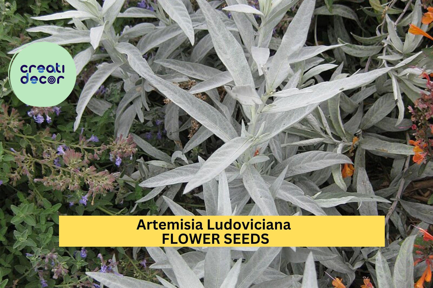 3pcs Artemisia ludoviciana Prairie Sage Seeds – Drought-Tolerant Native Perennial for Xeriscaping & Pollinator Gardens