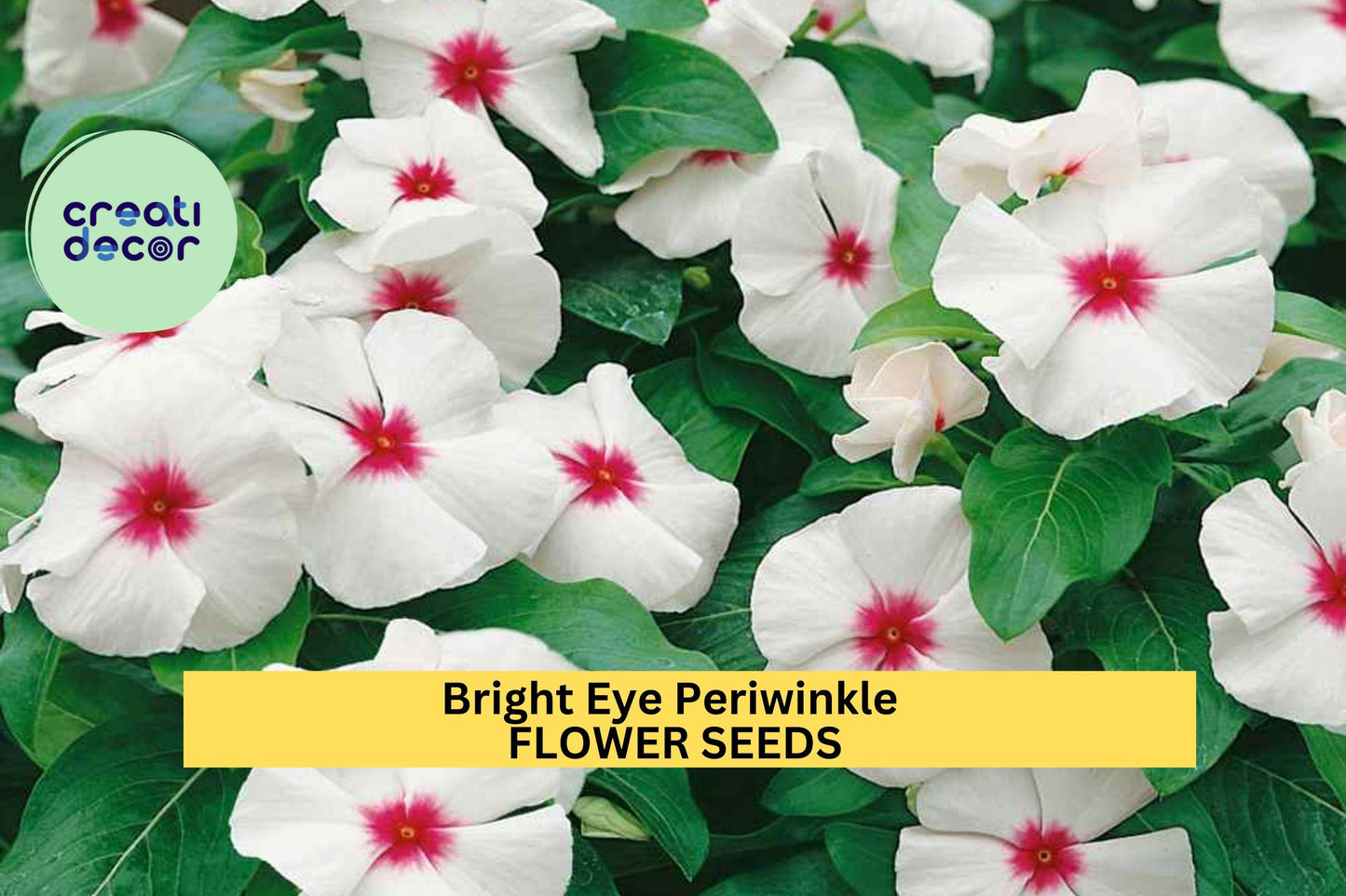 Bright Eye Periwinkle Seeds – Vinca rosea Pink Blooms, Drought-Tolerant Flower Seeds for Garden, Borders, Containers