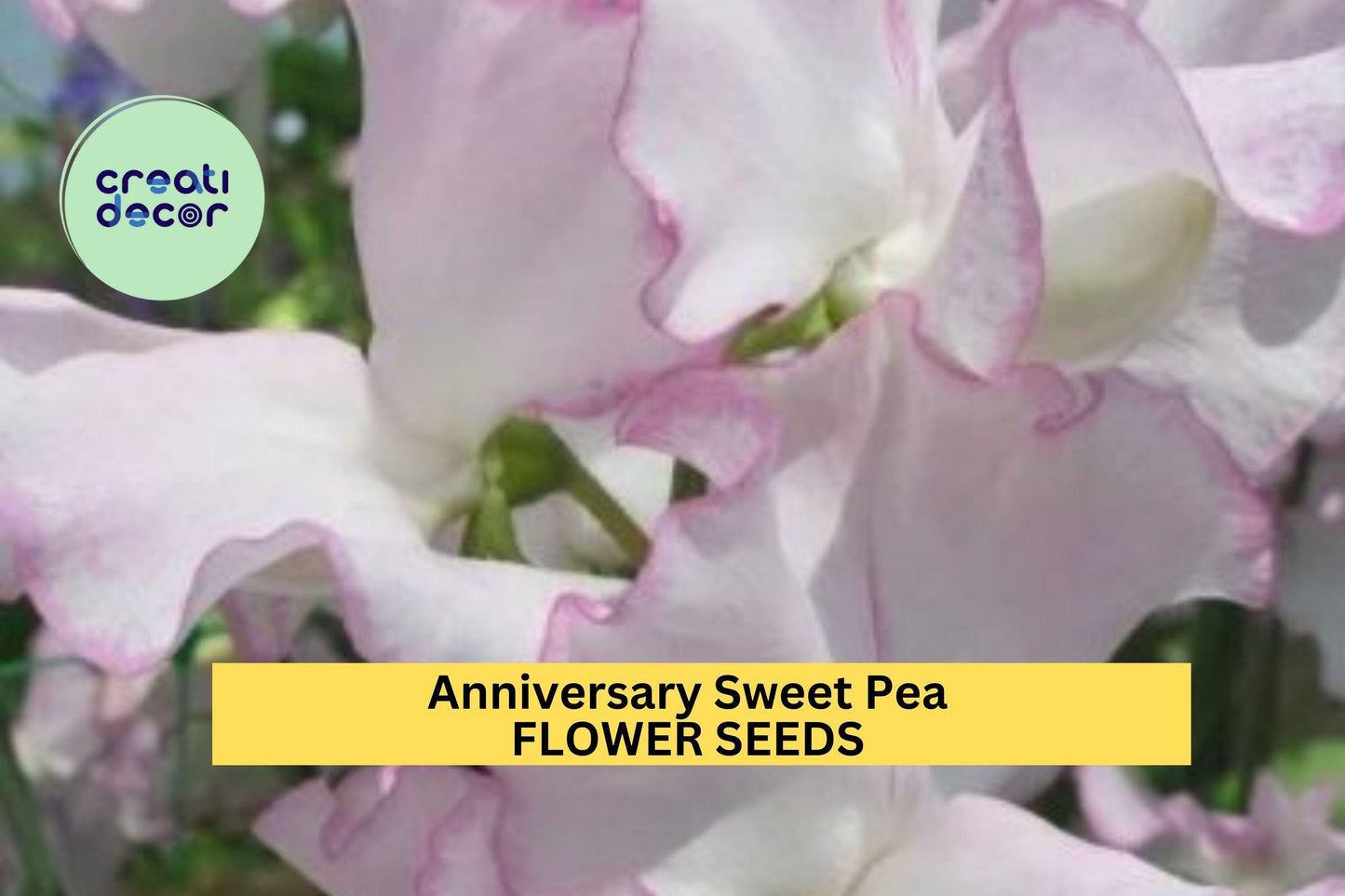 50+ Anniversary Sweet Pea Seeds – Soft Pink Fragrant Climbing Vines for Gardens & Bouquets – Lathyrus odoratus
