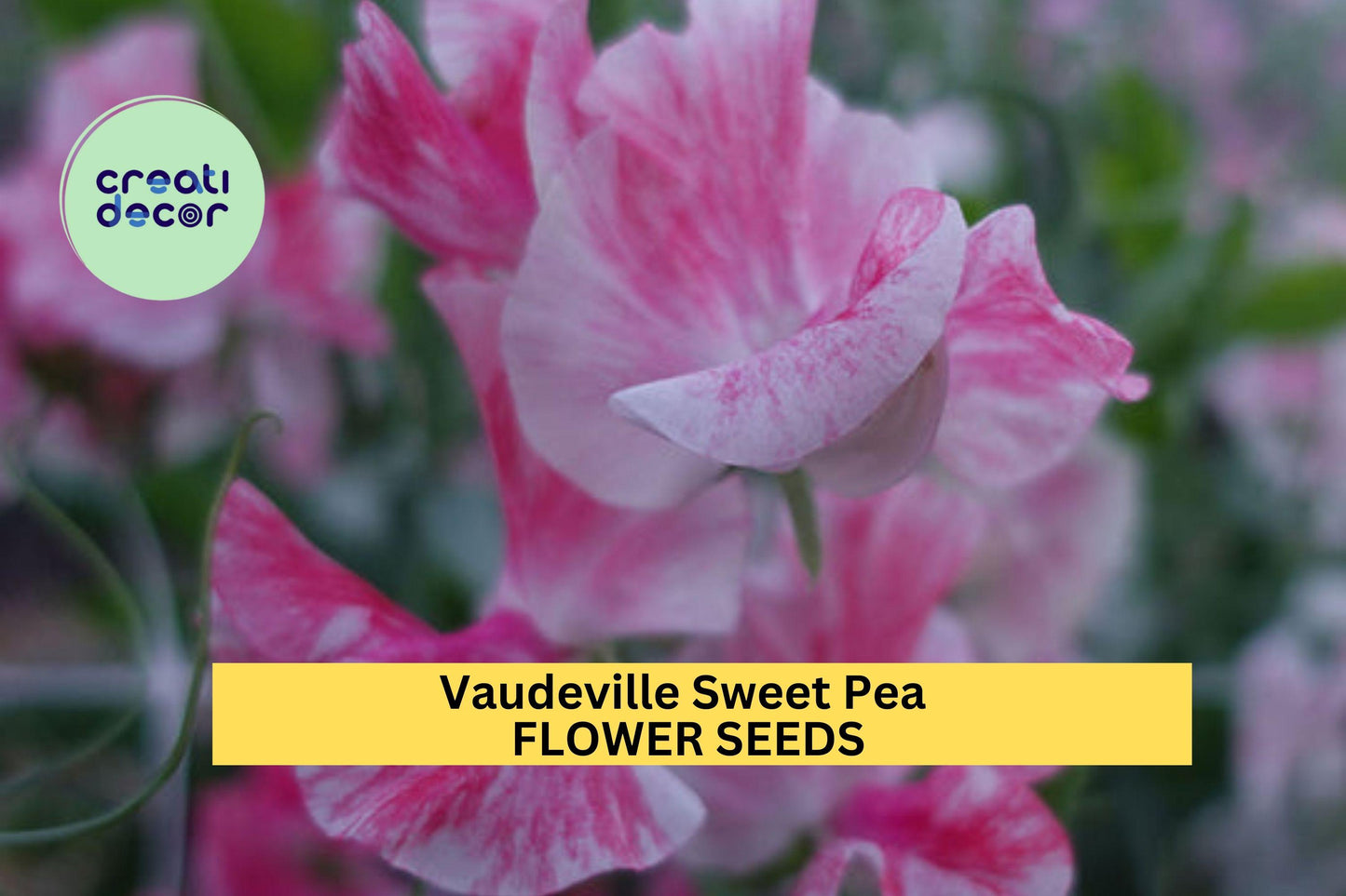 50+ Vaudeville Sweet Pea Seeds – Red & Purple Fragrant Climbing Vines for Gardens, Trellises & Bouquets – Lathyrus odoratus