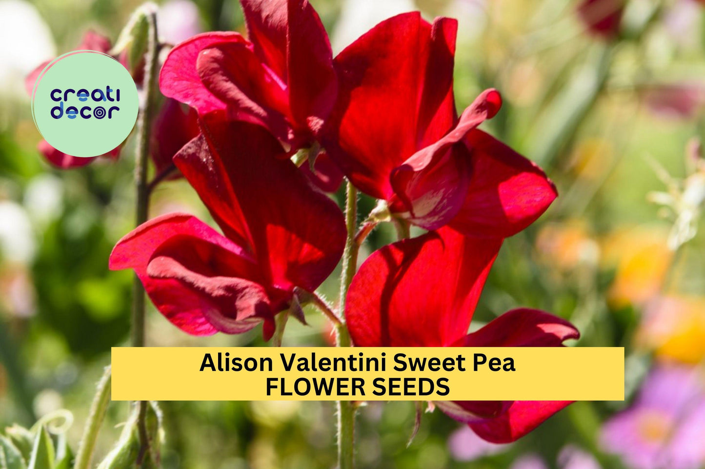 Alison Valentini Sweet Pea Seeds – Lavender Fragrant Climbing Vines for Gardens, Bouquets & Trellises – Lathyrus odoratus, 50+ Seeds