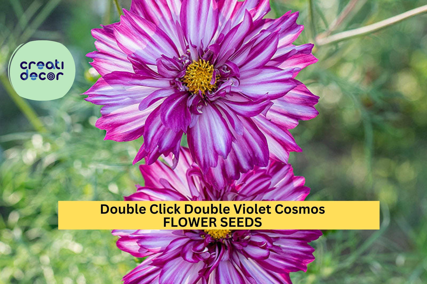 Double Click Double Violet Cosmos Seeds – Frilly Purple Blooms, Cosmos bipinnatus, 200+ Seeds for Garden & Cut Flowers