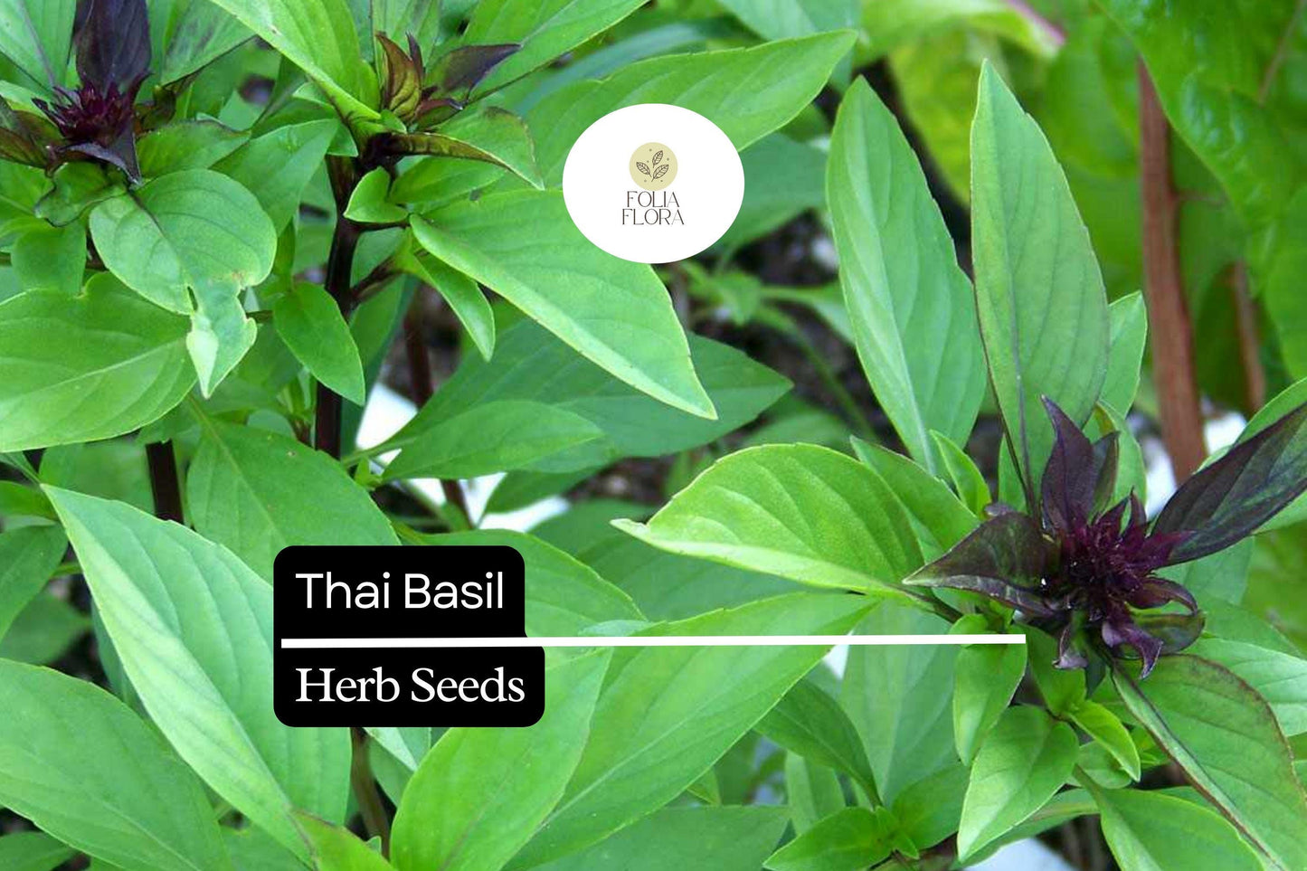 Thai Basil Seeds | Fragrant Herb, Ocimum thyrsiflora | Aromatic Green Leaves & Purple Stems | Culinary & Garden Use