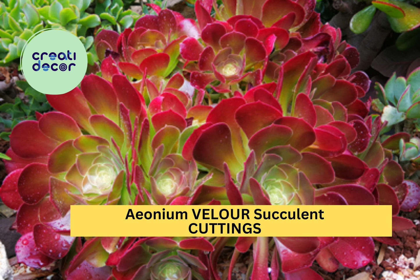 Aeonium 'Velour' Cutting – Large Unrooted Succulent Rosette with Deep Red & Green Leaves – Aeonium arboreum hybrid