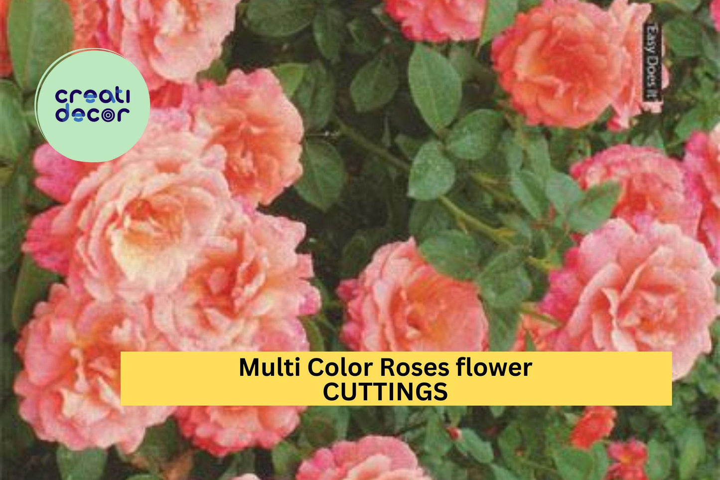 Multicolor Rose Plant Cuttings – 2 Unrooted Stems for Propagation – Vibrant Mixed Bloom Rosa spp.