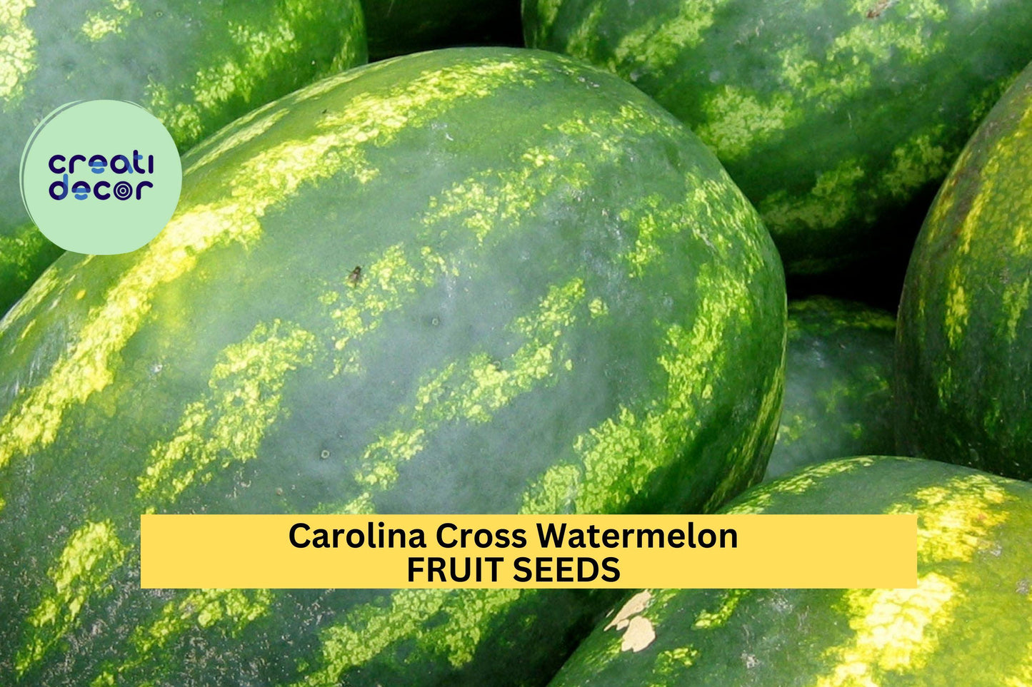 Carolina Cross Watermelon Seeds – Heirloom Citrullus lanatus – Giant Pink Flesh, High-Yield, Open-Pollinated, 50+ Seeds