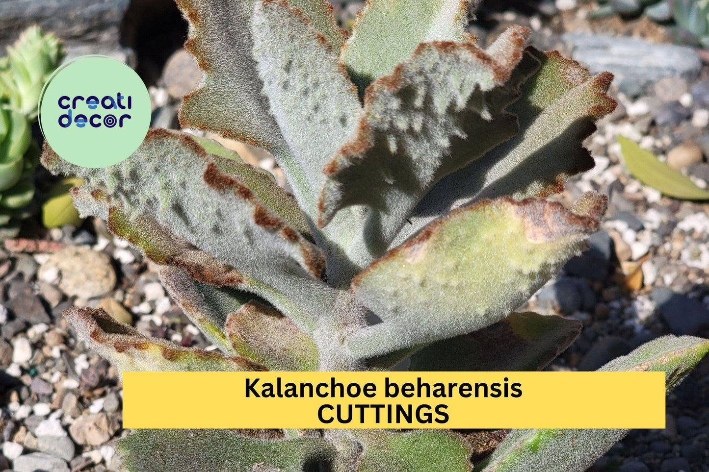 Kalanchoe Beharensis 'Fang' Succulent Cutting – Fuzzy Silver-Green Leaves, Drought Tolerant Indoor or Outdoor Plant