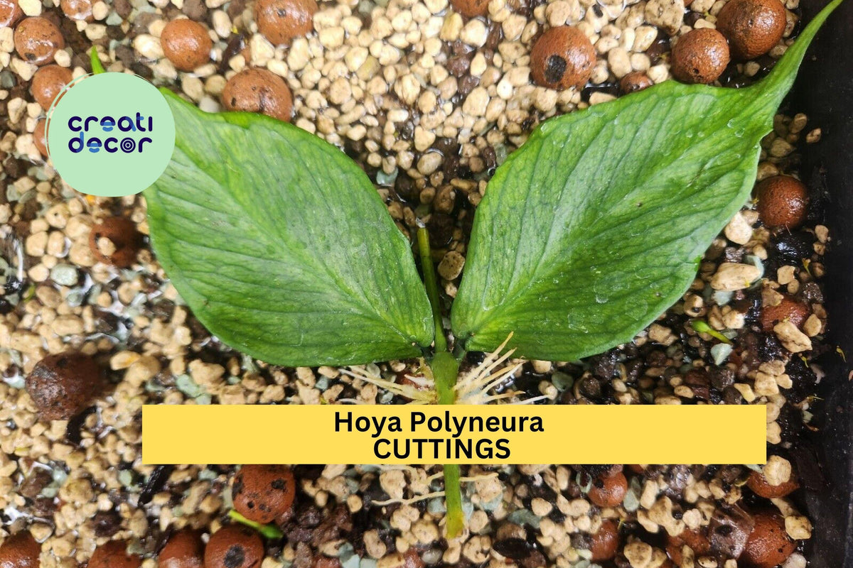 Hoya Polyneura Cutting | Unrooted Fishtail Hoya Vine | Rare Indoor Houseplant | Bright Light Trailing Plant
