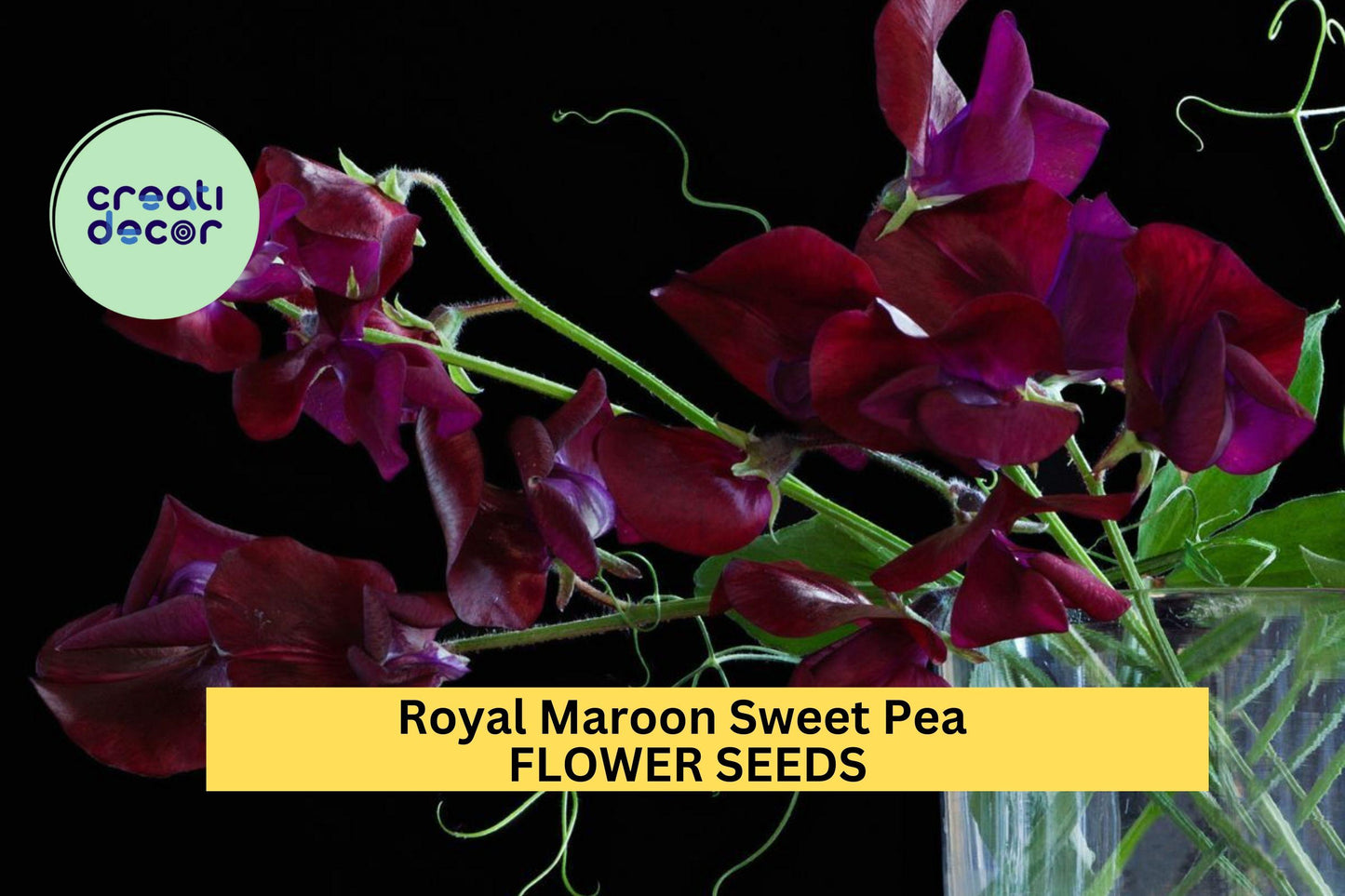 Royal Maroon Sweet Pea Seeds – Climbing Vine with Deep Burgundy Blooms – Lathyrus odoratus for Bouquets, Cottage Gardens & Trellises