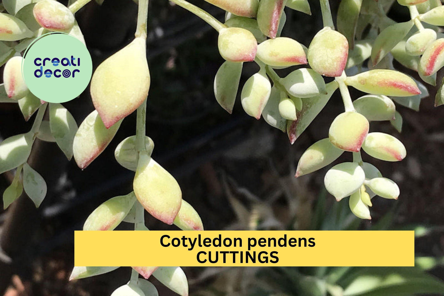 4 Cotyledon Pendens Succulent Cuttings | Trailing Cliff Succulent Starter Plants | Gray-Green Foliage | Unrooted Succulents