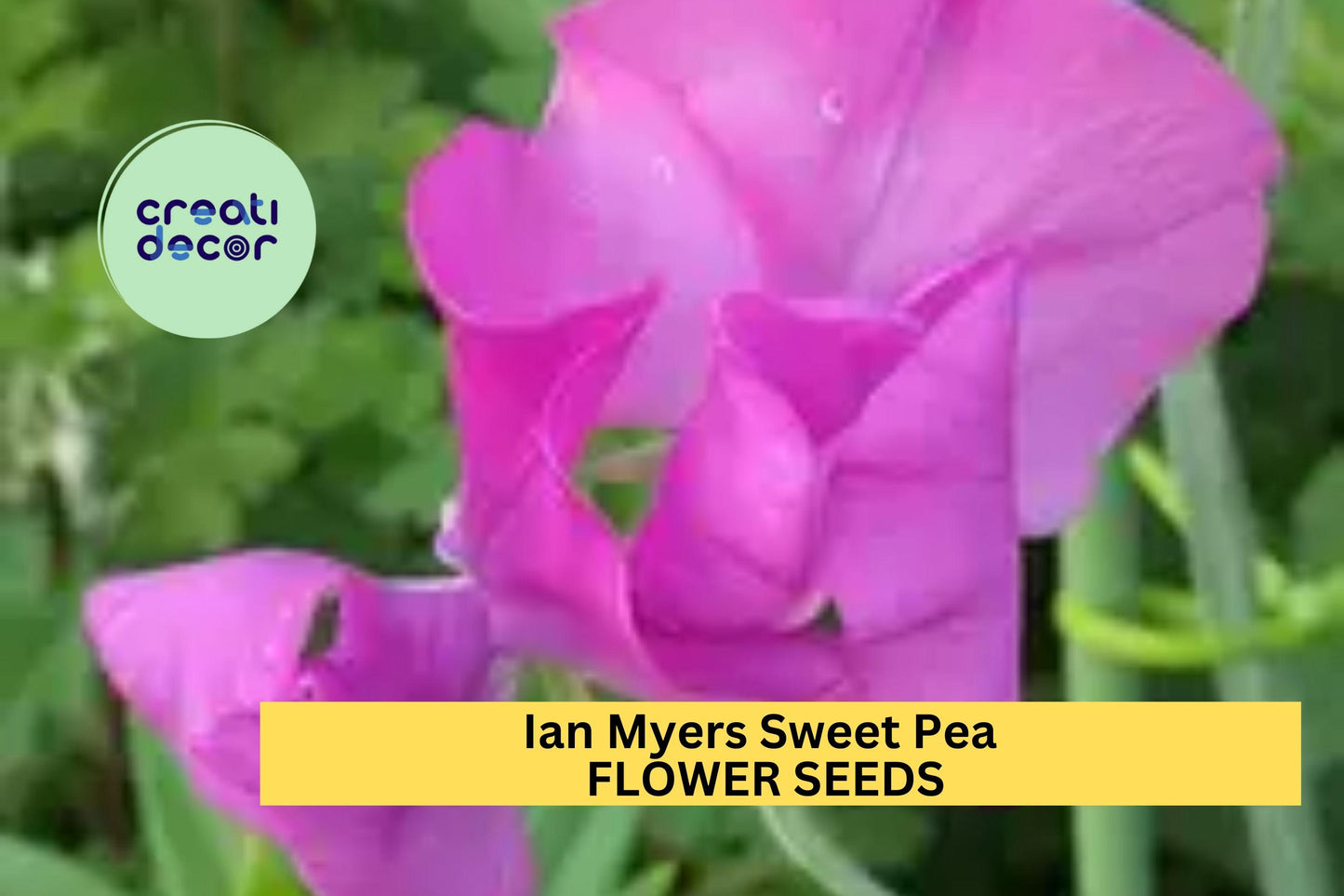 50+ Ian Myers Sweet Pea Seeds – Deep Maroon Fragrant Climbing Vines for Trellises & Bouquets – Lathyrus odoratus