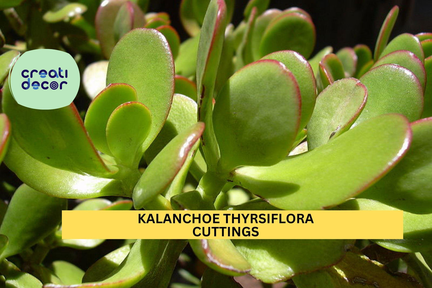 Kalanchoe thyrsiflora Cutting | Paddle Plant Succulent | Unrooted 12-inch Leafy Stem | Rosette Indoor Starter