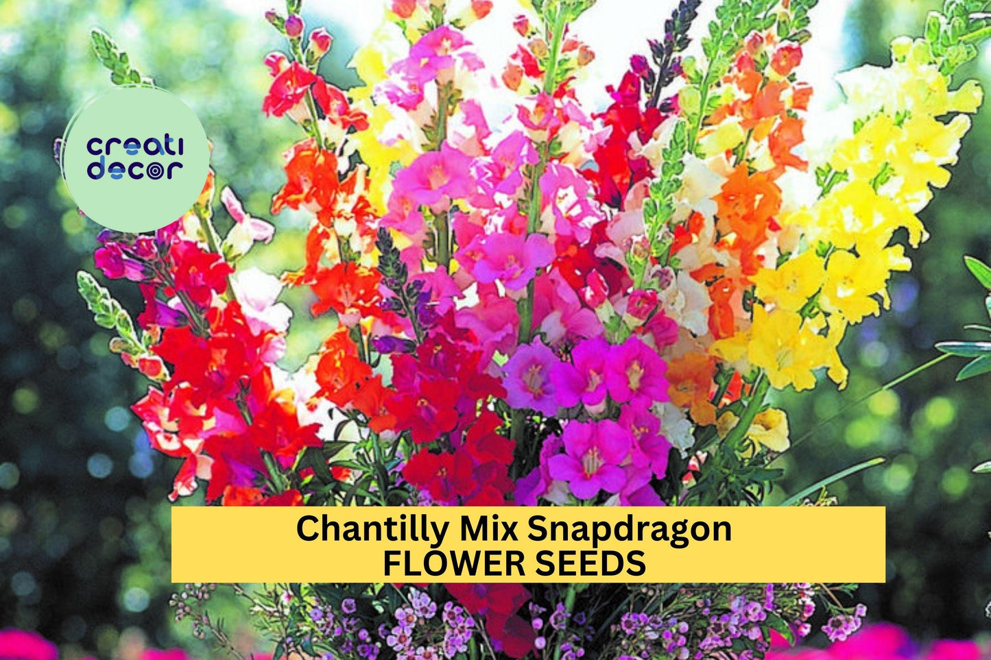 1000+ Chantilly Mix Snapdragon Seeds – Pastel Colors, Fragrant, Tall Annual Antirrhinum majus for Borders & Cutting Gardens
