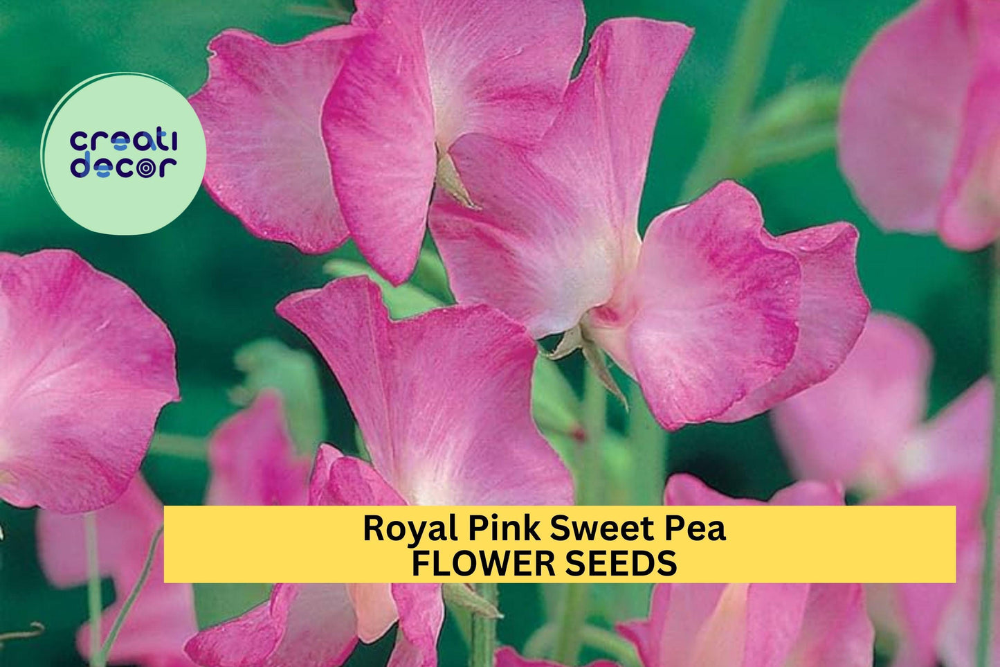 Royal Pink Sweet Pea Seeds – Bright Pink Fragrant Climbing Vines for Trellises & Bouquets – Lathyrus odoratus, 50+ Seeds