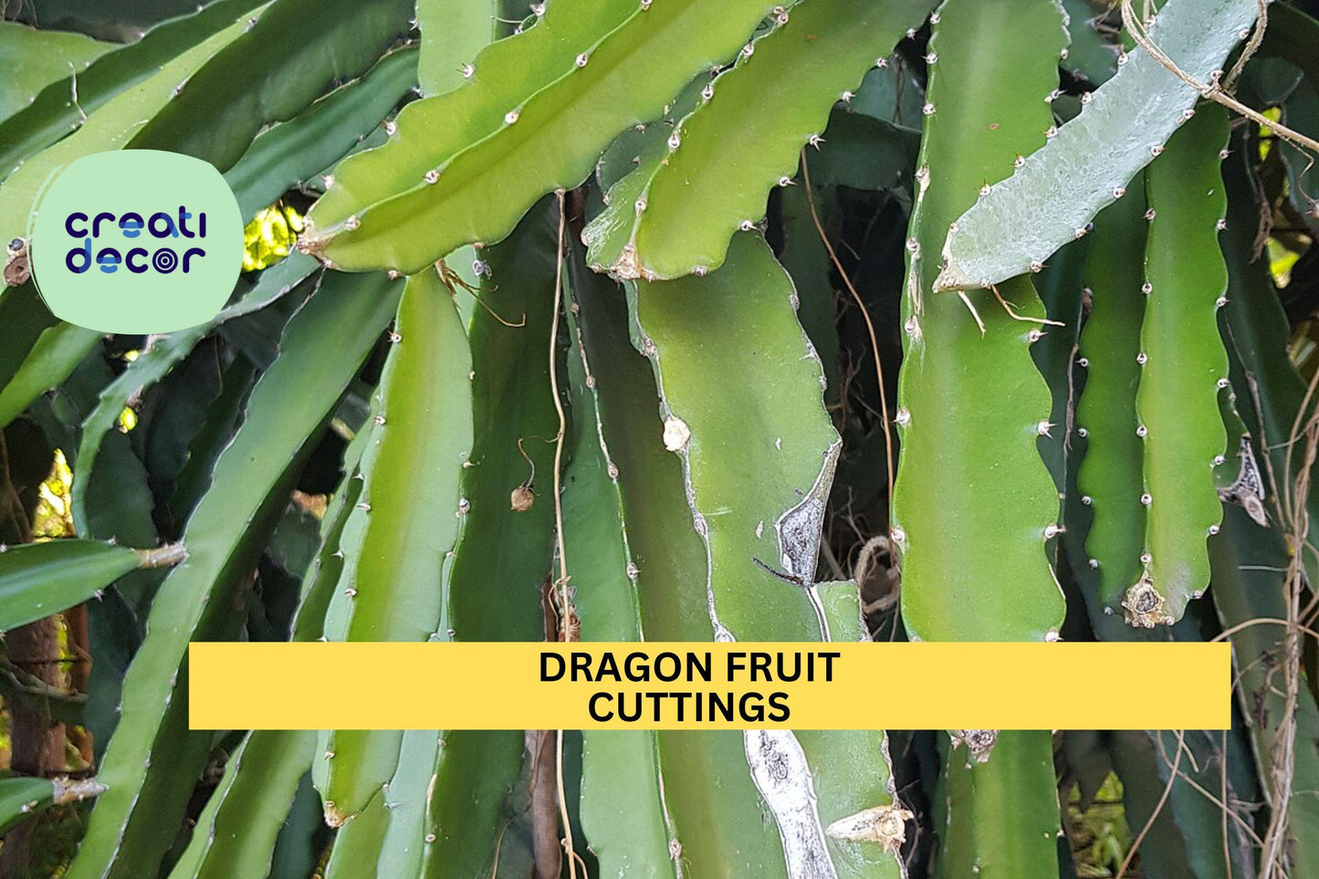 Dragon Fruit Cutting 8+ Inches | Hylocereus Cactus Starter | Unrooted Pitaya Stem | Tropical Fruit Plant | Easy to Grow