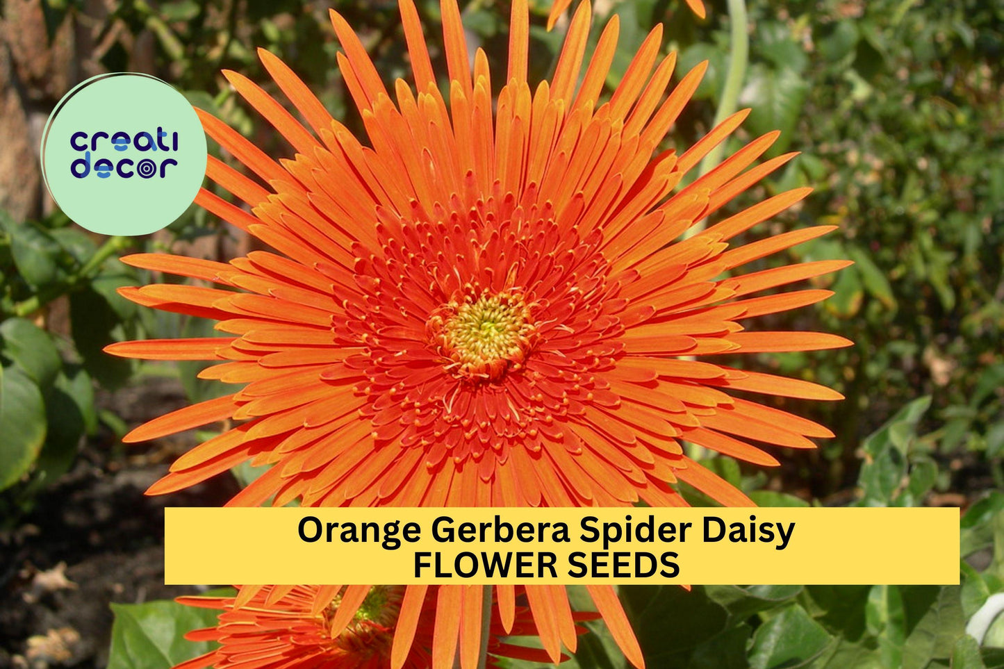 50+ Orange Gerbera Spider Daisy Seeds – Bright Orange Spiky Blooms for Garden Beds & Containers – Gerbera jamesonii