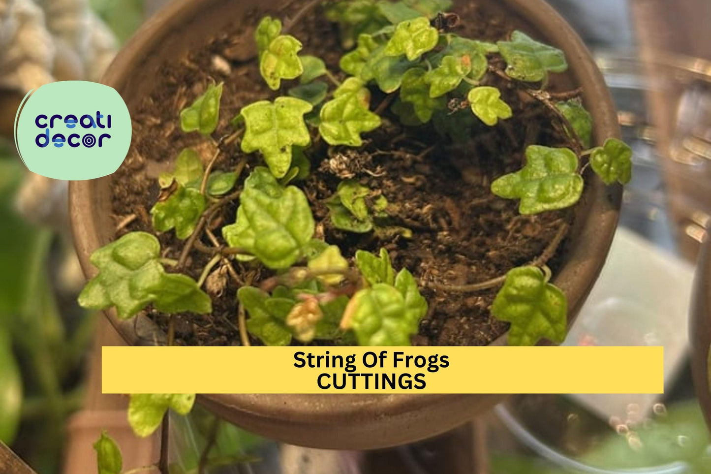 String of Frogs Cutting in Propagation Cup | Ficus pumila ‘Quercifolia’ | Mini Creeper with Oak-Shaped Leaves