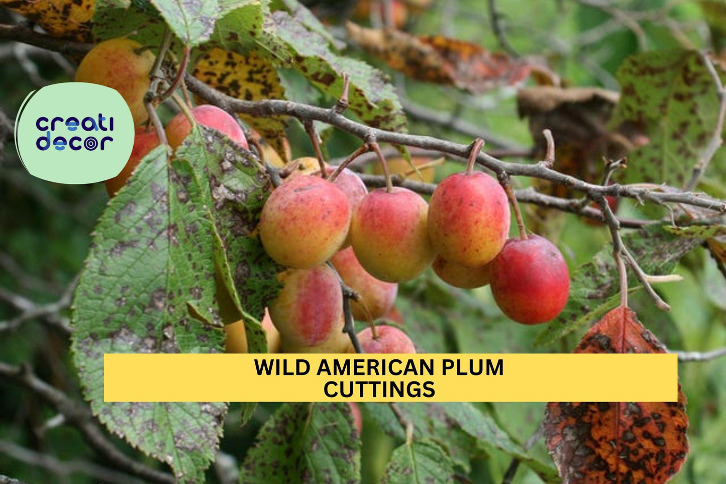 Wild American Plum Cuttings | Unrooted Prunus americana Fruit Tree for Edible Landscaping & Wildlife Habitat