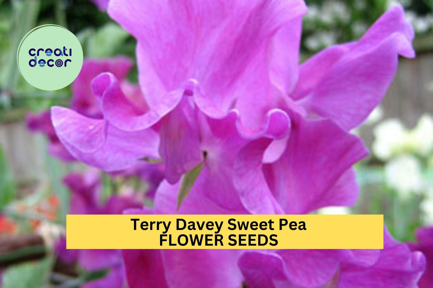 50+ Purple Sweet Pea Seeds – Fragrant Climbing Vines for Gardens, Trellises & Bouquets – Lathyrus odoratus