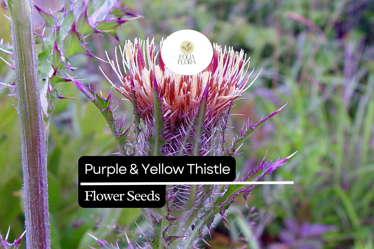 Purple & Yellow Thistle Seeds – Native Wildflower for Pollinators, Cirsium horridulum, Drought-Tolerant, Bee & Butterfly Attractant