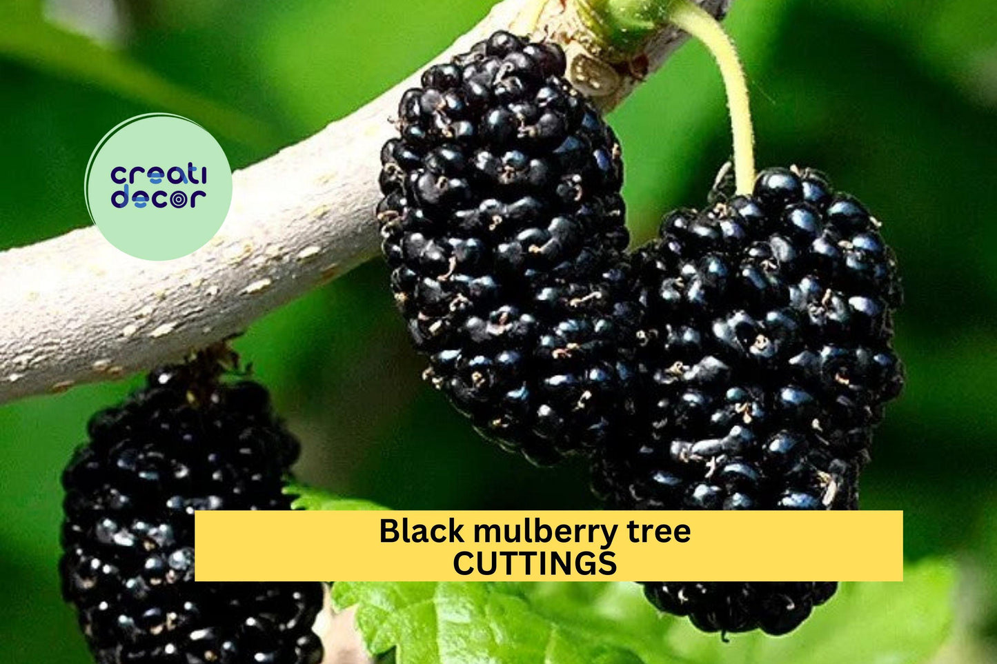 Black Mulberry Tree Cuttings – 10 Unrooted Morus nigra Grafting & Rooting Stock for Fruit Production in Zones 6–10