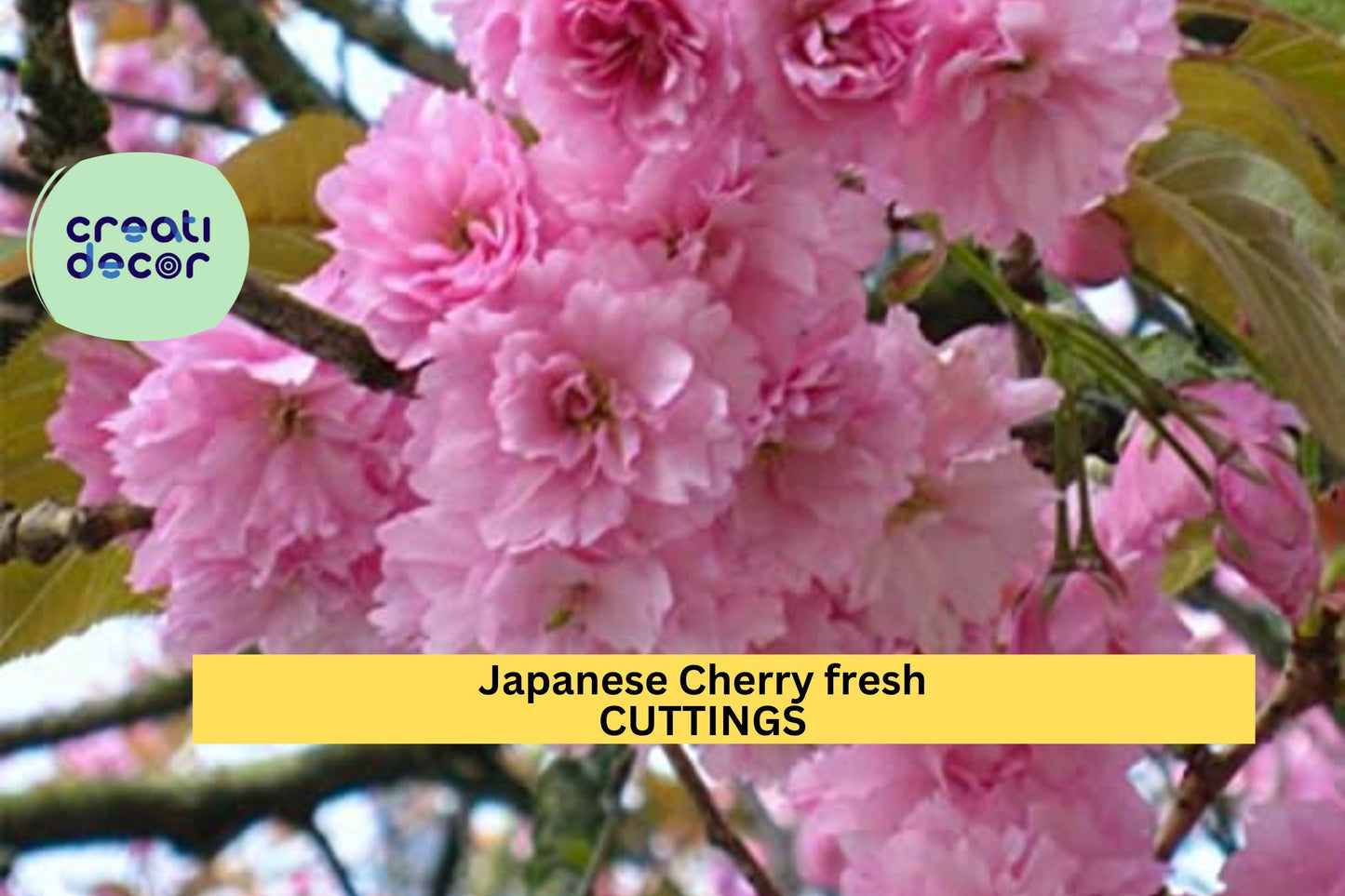 Japanese Cherry Tree Cuttings, Unrooted Prunus serrulata, Pink Blossom, Propagation Starter, Ornamental Flowering Tree