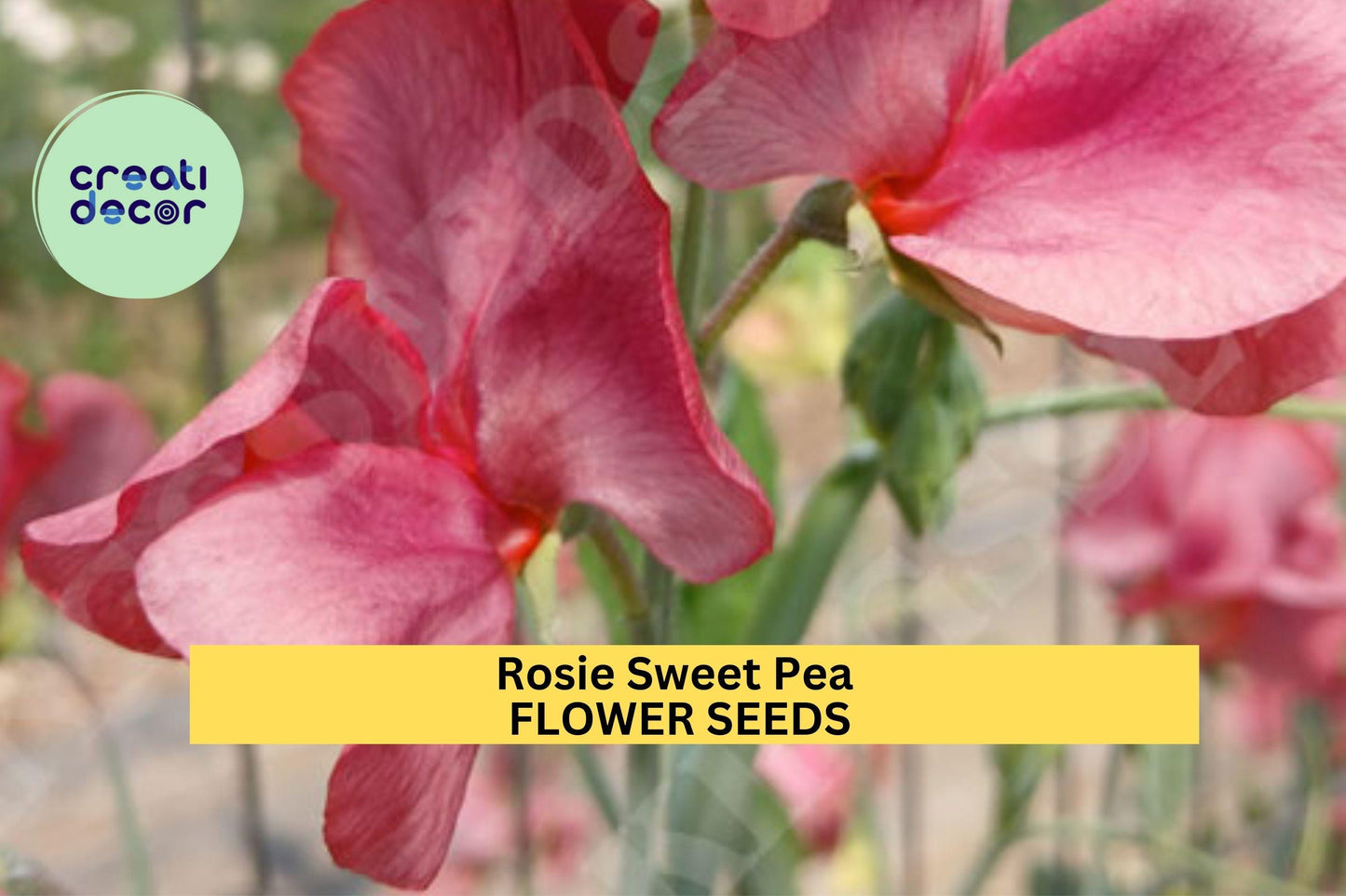 50+ Rose-Pink Sweet Pea Seeds, Fragrant Climbing Vines for Gardens & Bouquets, Lathyrus odoratus