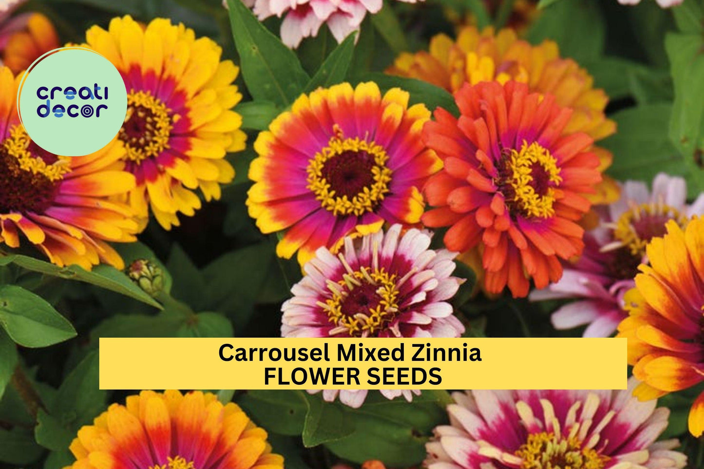 100+ Carrousel Mixed Zinnia Seeds – Bright Multi-Color Annual Flowers for Garden Beds & Bouquets – Zinnia elegans