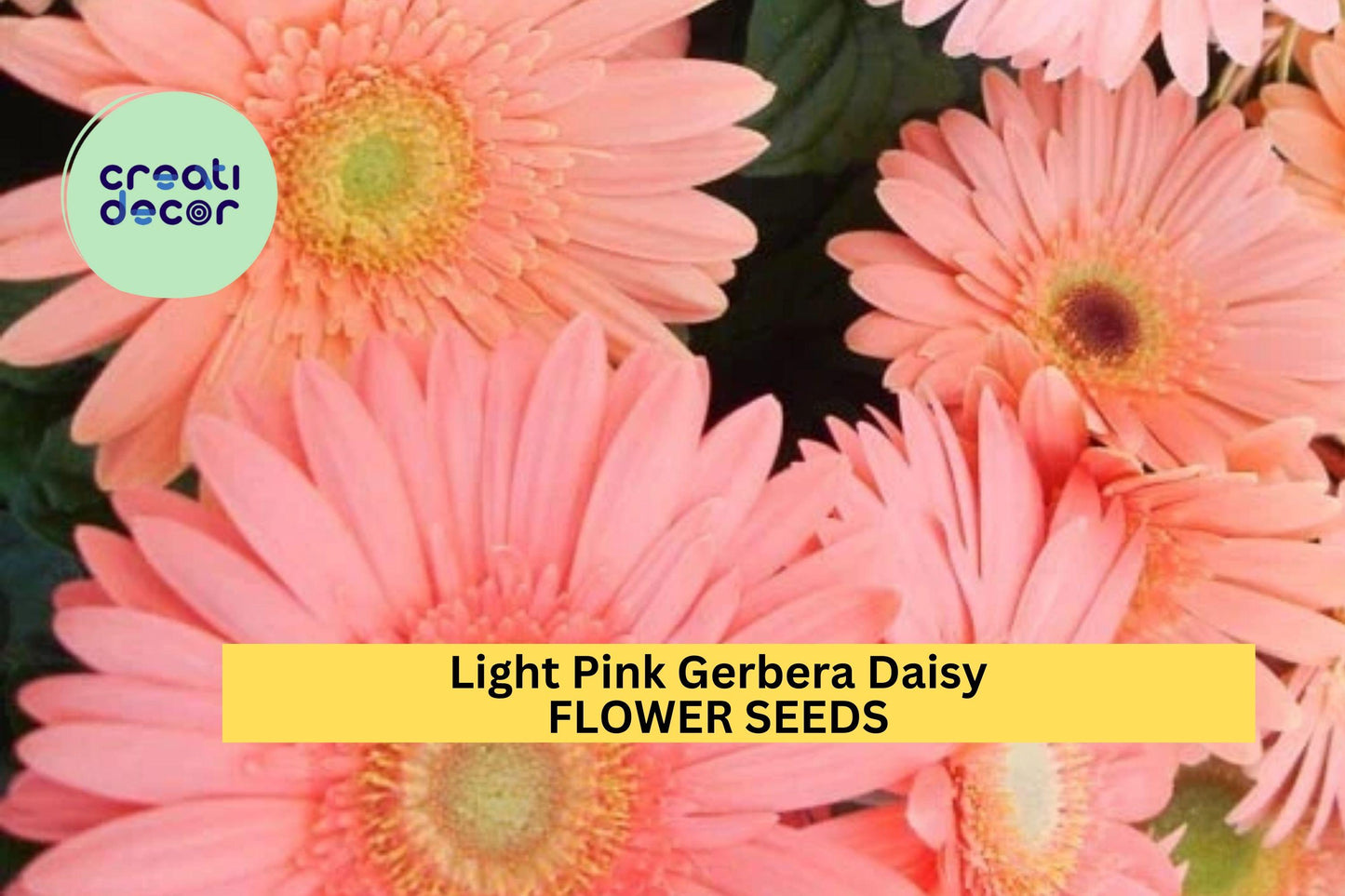Light Pink Gerbera Daisy Seeds – 200+ Premium Gerbera jamesonii for Borders, Containers & Bouquets