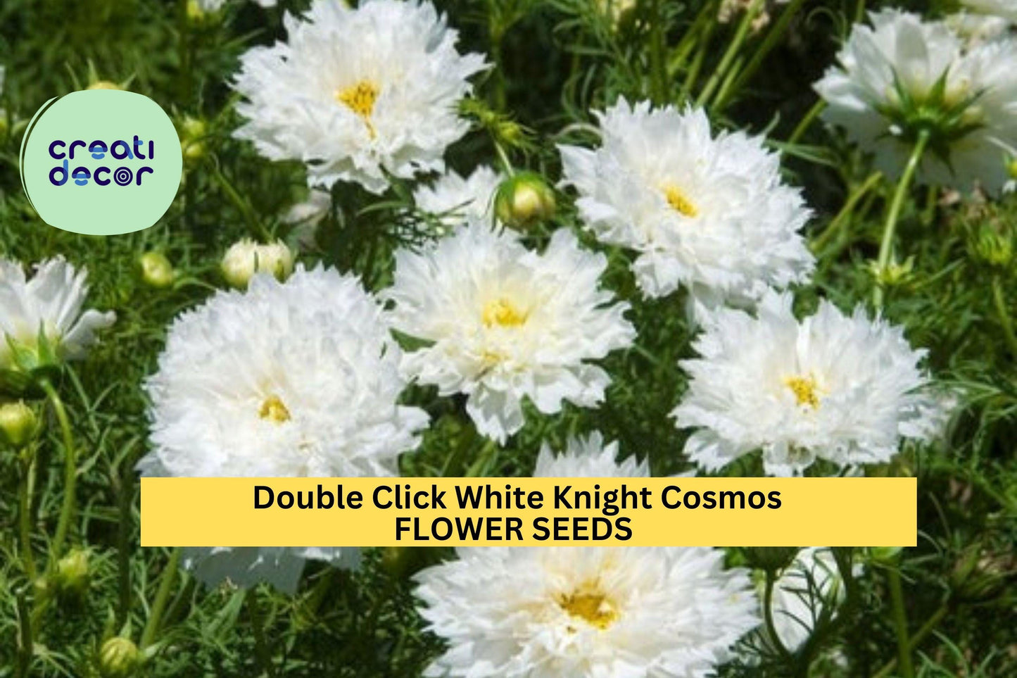 Double Click White Knight Cosmos Seeds – White Ruffled Blooms, Pollinator-Friendly Annuals, Cosmos bipinnatus