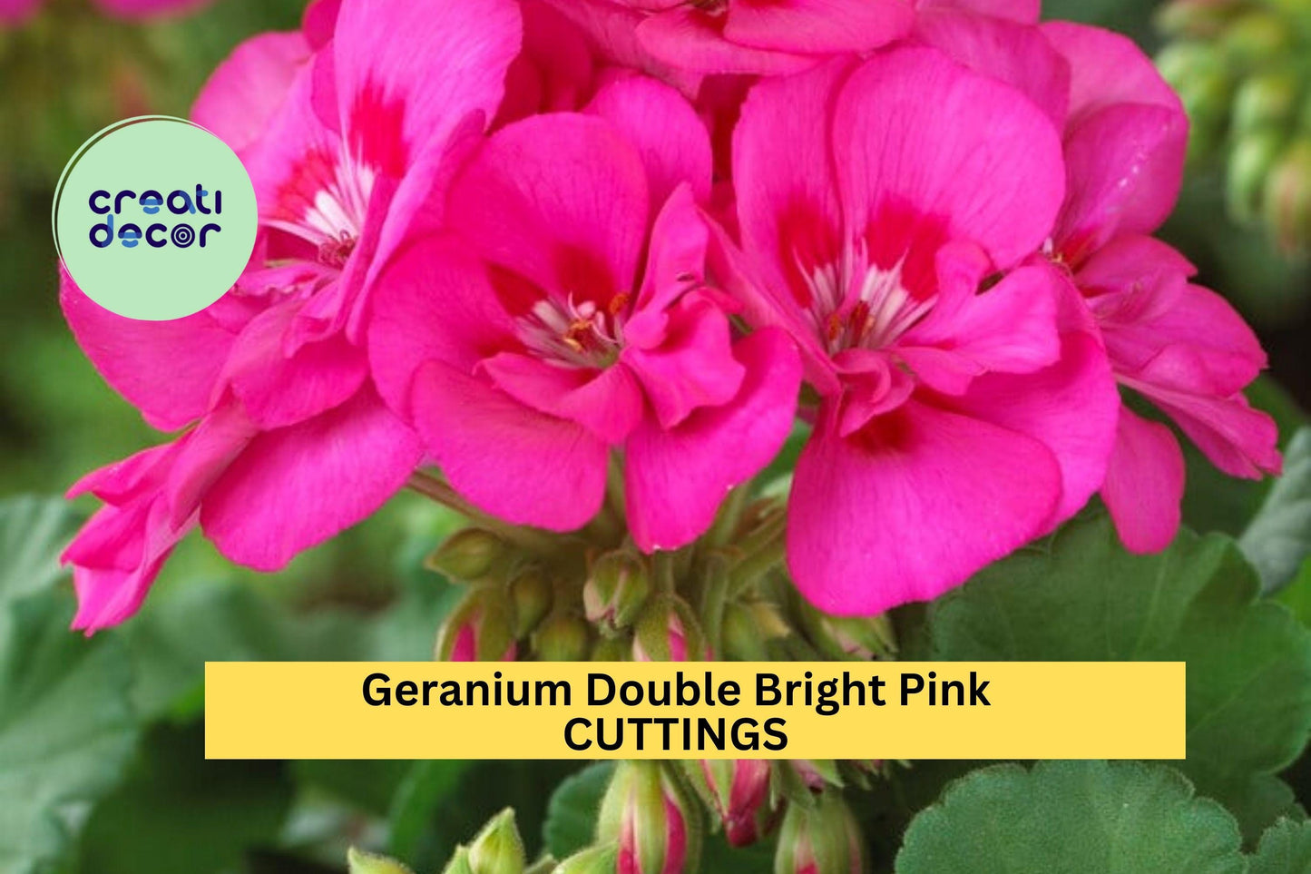 Double Bright Pink Geranium Cuttings – 5” Pelargonium Stem for Rooting, Vibrant Pink Blooms, Garden, Pots, Baskets
