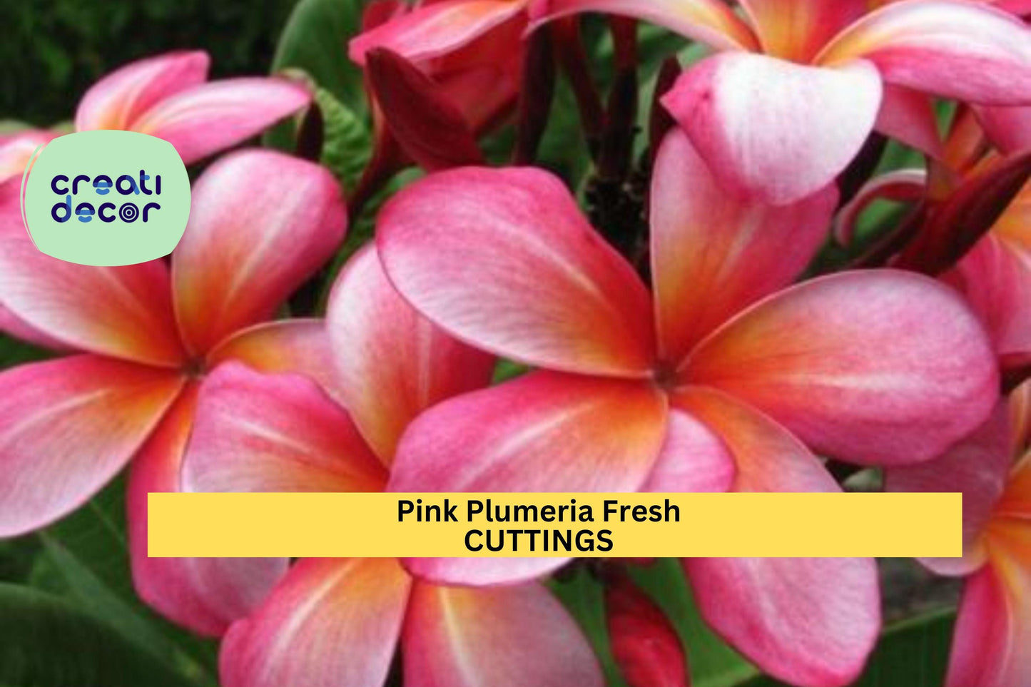 25 Pink Plumeria Cuttings – 10" Unrooted Single-Head Stem Propagation Material for Tropical Gardens & Landscaping