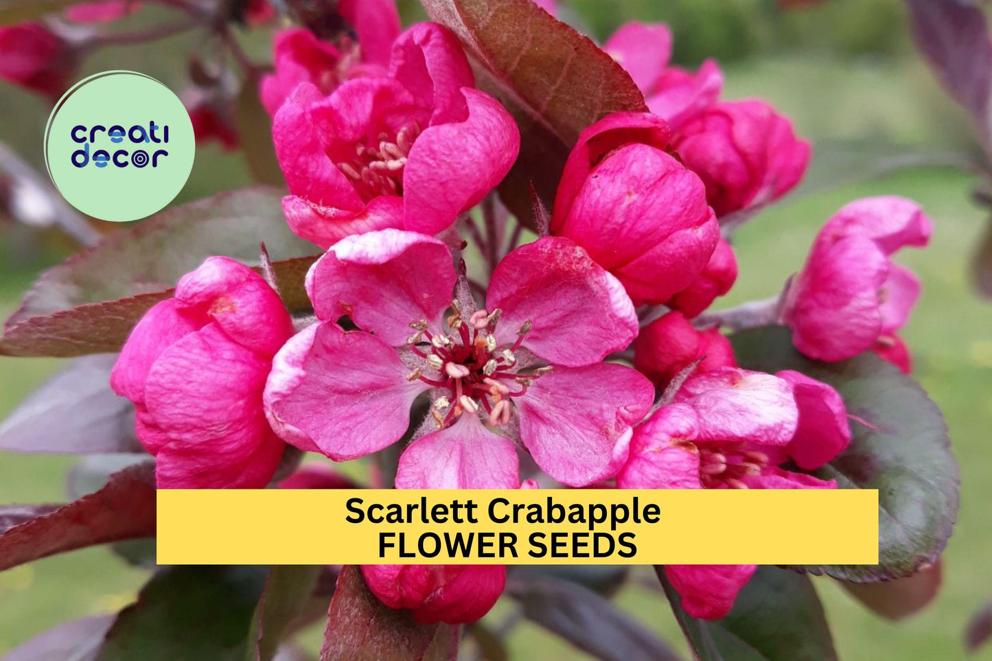 Scarlett Crabapple Seeds – Ornamental Tree Seeds with Pink Flowers & Red Fruit – Malus spp. for Garden Landscaping