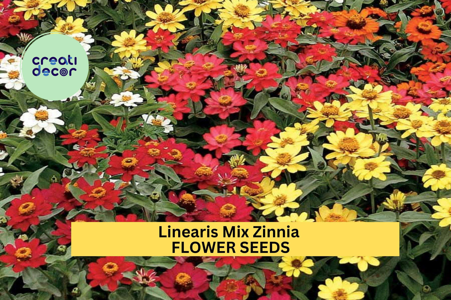 100+ Linearis Mix Zinnia Seeds – Drought-Tolerant Annuals for Borders, Containers, Garden, Zinnia linearis