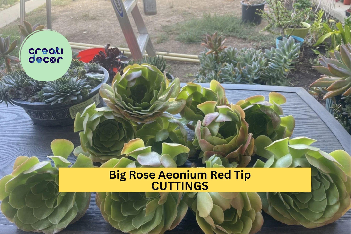 10 Rose Aeonium Succulent Cuttings – 6-8" Rosettes with Red Tips, Unrooted Aeonium arboreum Clippings for Pots & Gardens