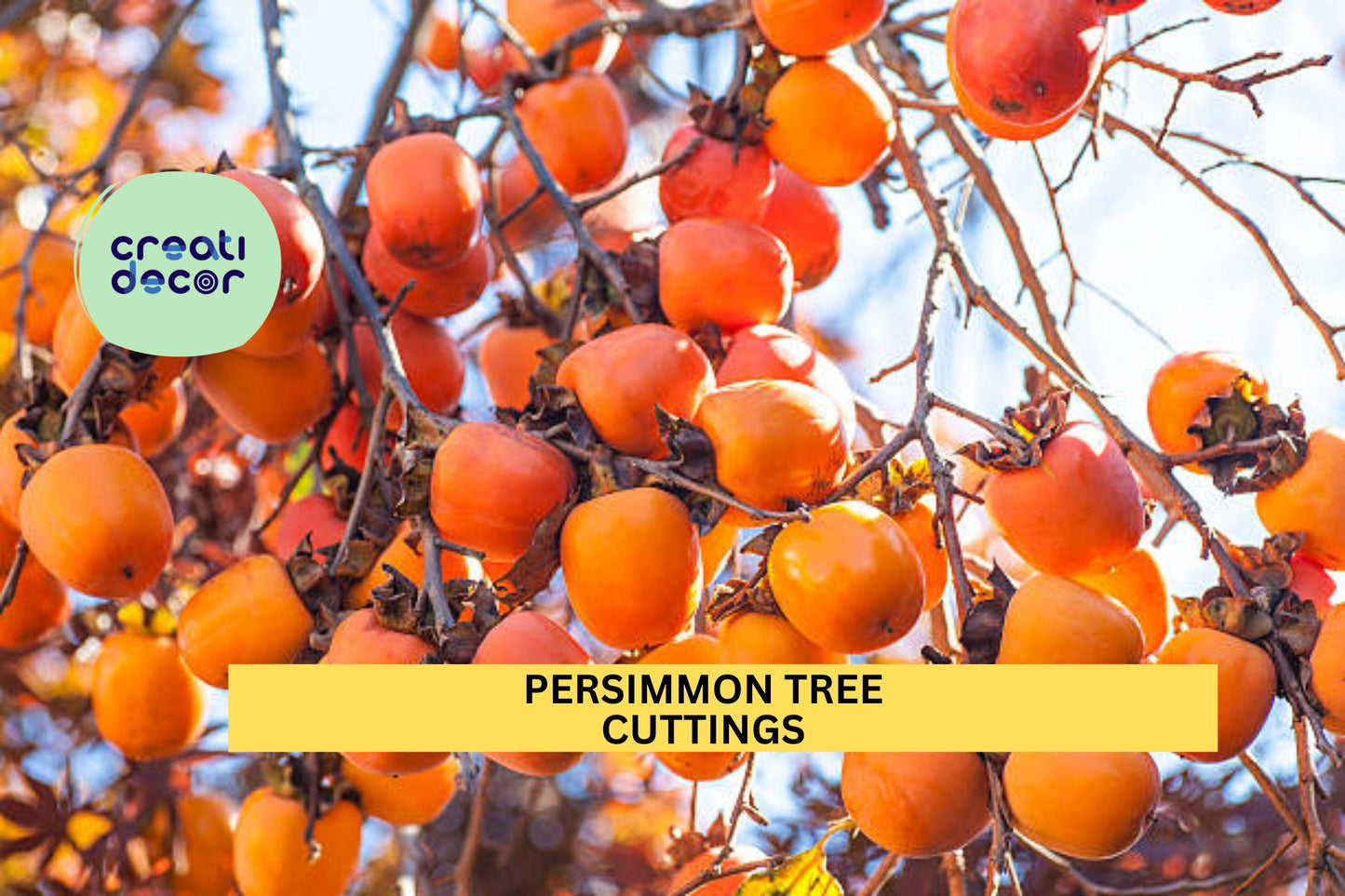 Persimmon Tree Cuttings – Unrooted Hardwood Scions for Grafting or Rooting – Diospyros spp. for Orchards & Gardens