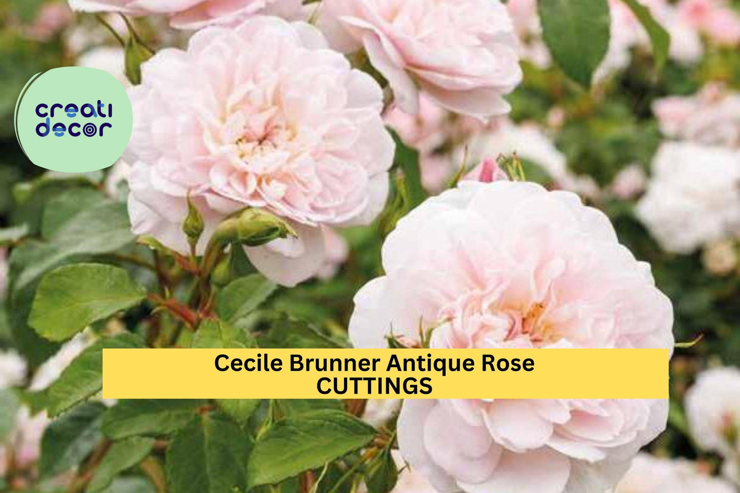 8 Cecile Brunner Rose Cuttings – Antique Pink Blooming Heirloom Rose Rosa ‘Cecile Brunner’ for Propagation