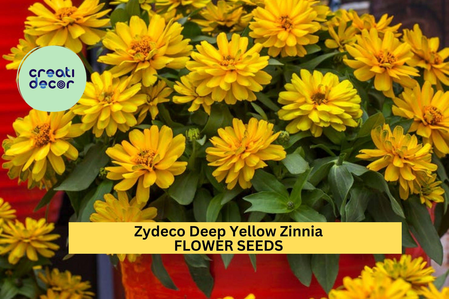 Zinnia Seeds 100+ Zydeco Deep Yellow Double Blooms for Garden, Borders, Bouquets – Zinnia elegans, Annual, Full Sun