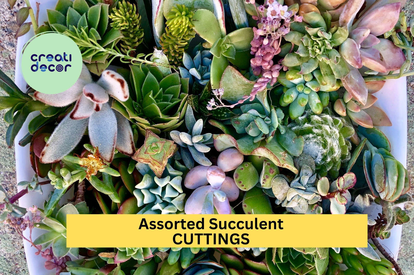25 Assorted Succulent Cuttings Pack – Mixed Varieties for Pots & Arrangements – Easy Rooting Starter Set – Echeveria, Sedum, Crassula