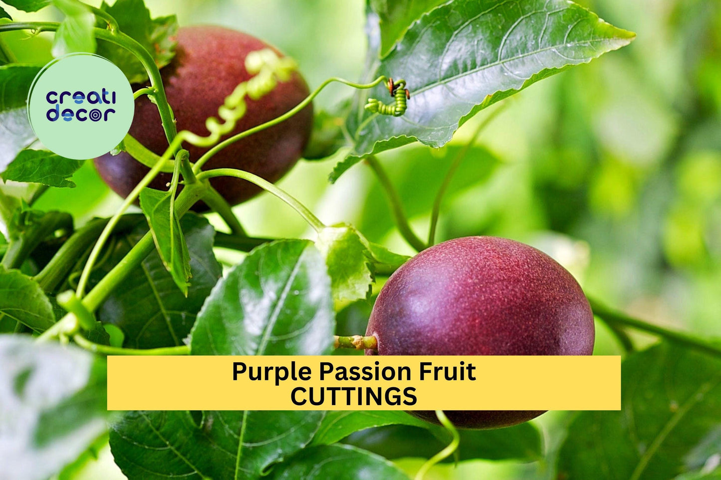Purple Passion Fruit Cuttings – Unrooted Passiflora edulis Vining Plant for Trellises, Edible Fruit, Pollinator Attractant