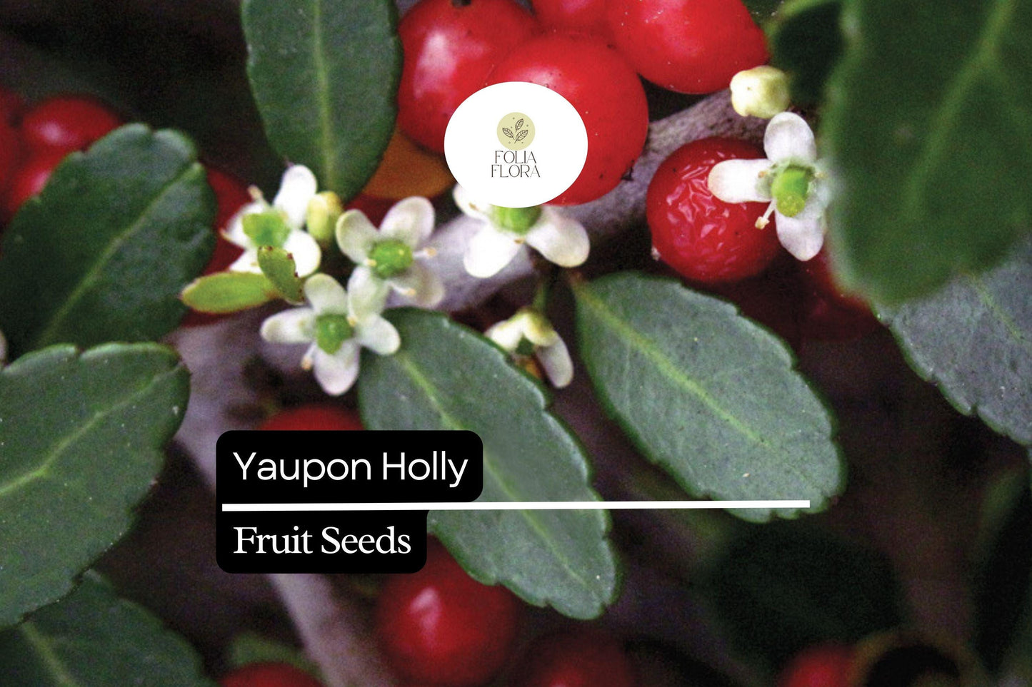 25 Organic Yaupon Holly Seeds Ilex vomitoria Native Evergreen Shrub for Hedging & Wildlife