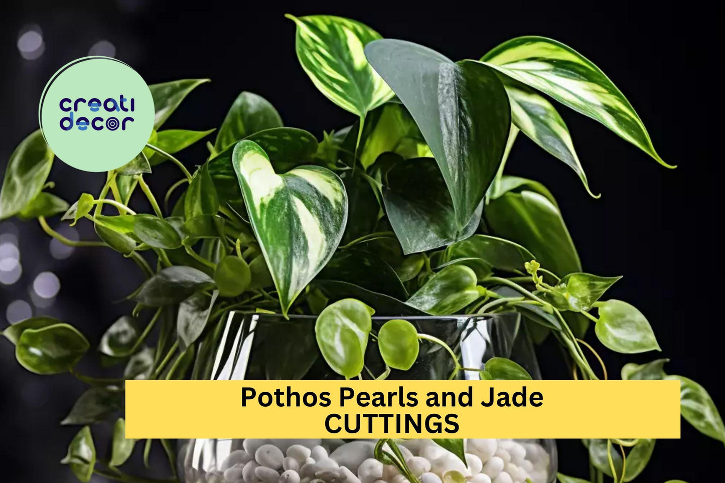 Pothos 'Pearls and Jade' Cuttings | Variegated Epipremnum aureum Indoor Houseplant for Hanging Baskets or Shelves