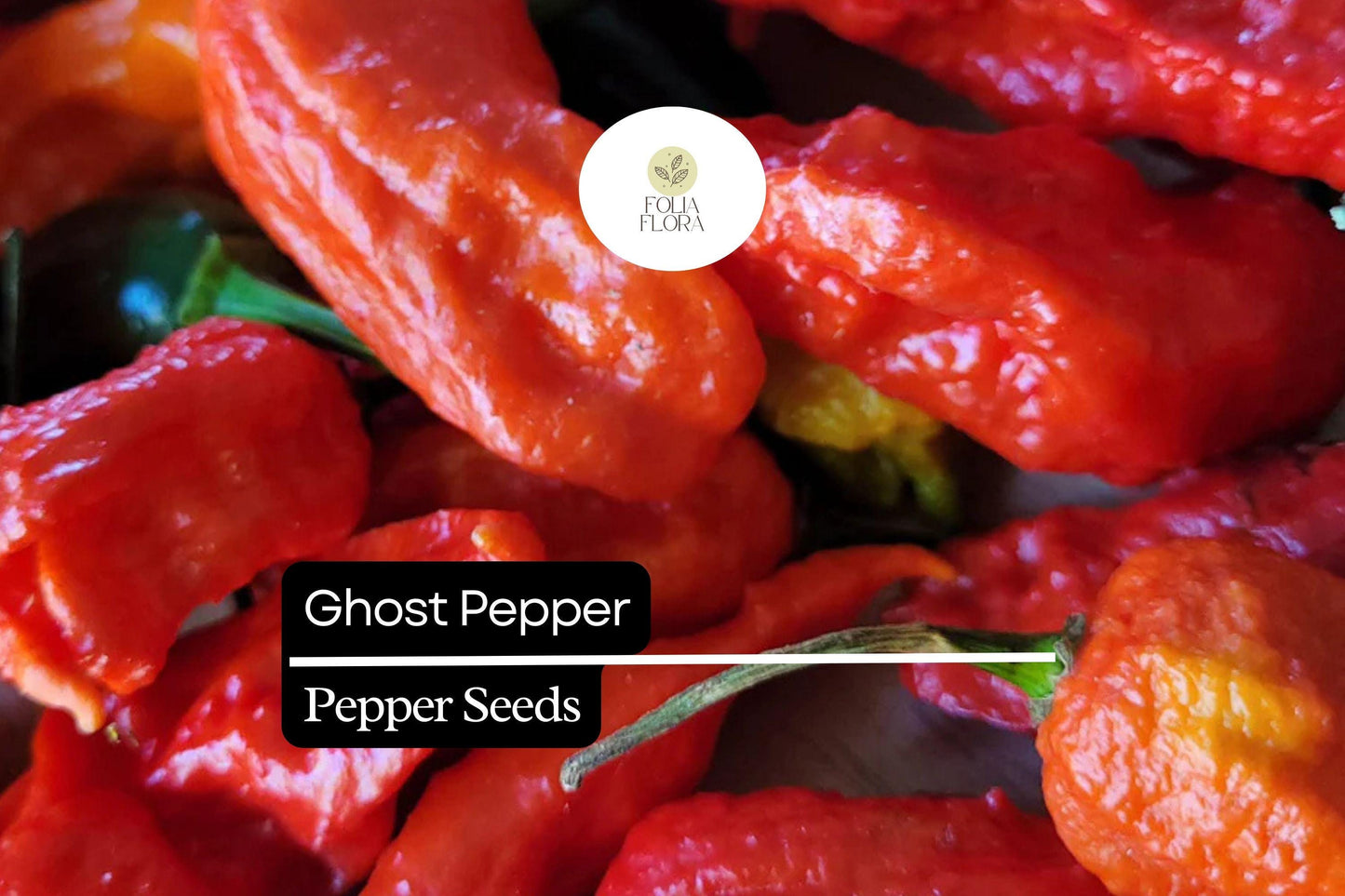 50 Ghost Pepper Seeds | Bhut Jolokia Capsicum chinense | Super Hot Chili Pepper for Spicy Garden and Culinary Use