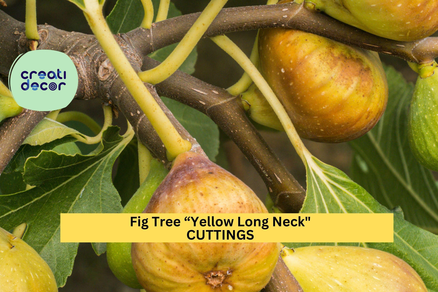 Live Yellow Long Neck Fig Tree Starter Plant | Ficus carica ‘Yellow Long Neck’ | Sweet Golden Figs for Containers & Gardens